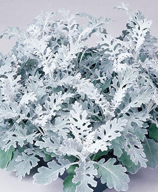 Dusty Miller